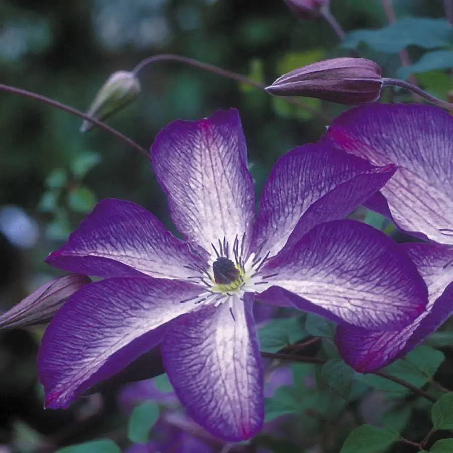 Clematis Venosa Violacea: reviews, photos, care