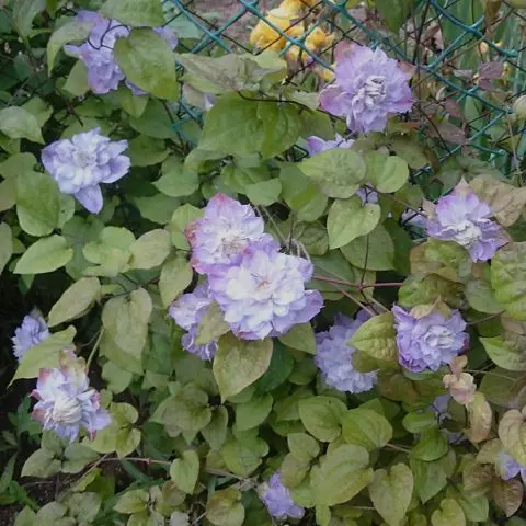 Clematis Veronica Choice: photo, variety description, pruning group