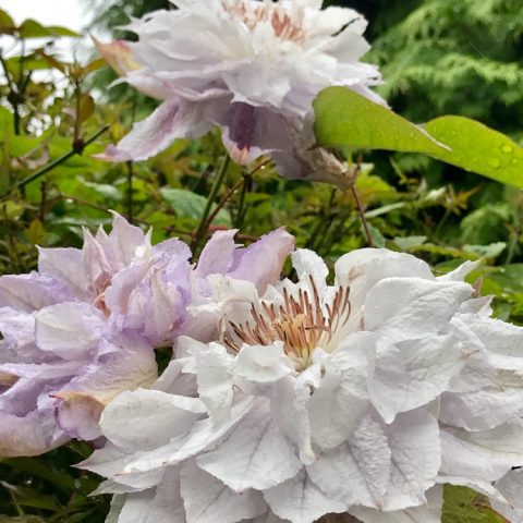 Clematis Veronica Choice: photo, variety description, pruning group