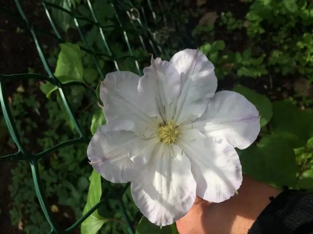 Clematis Veronica Choice: photo, variety description, pruning group