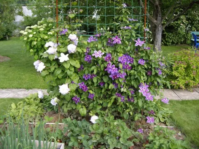 Clematis Veronica Choice: photo, variety description, pruning group