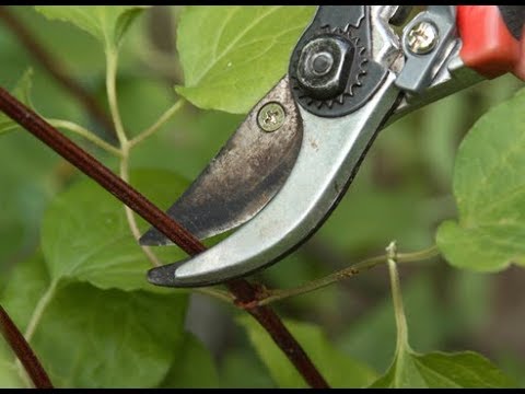 Clematis Veronica Choice: photo, variety description, pruning group