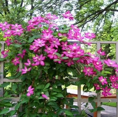 Clematis Ville de Lyon