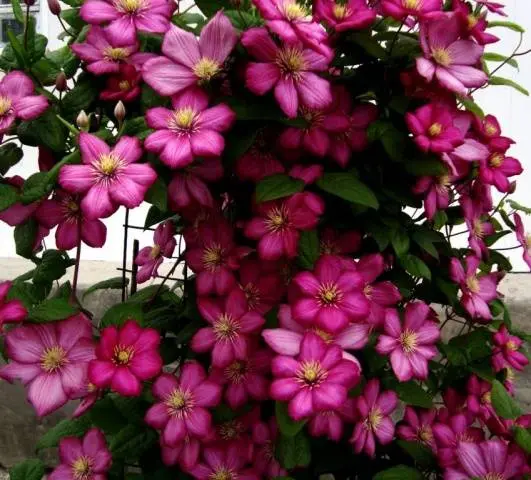 Clematis Ville de Lyon