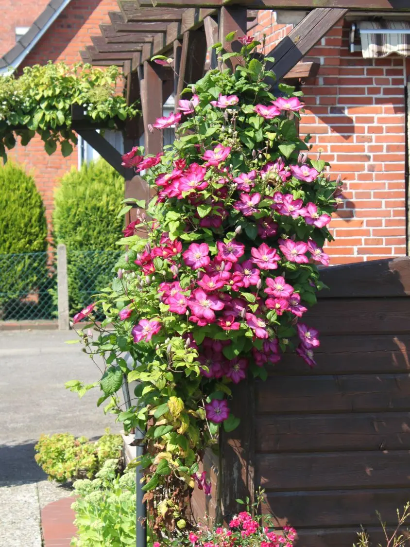 Clematis Ville de Lyon