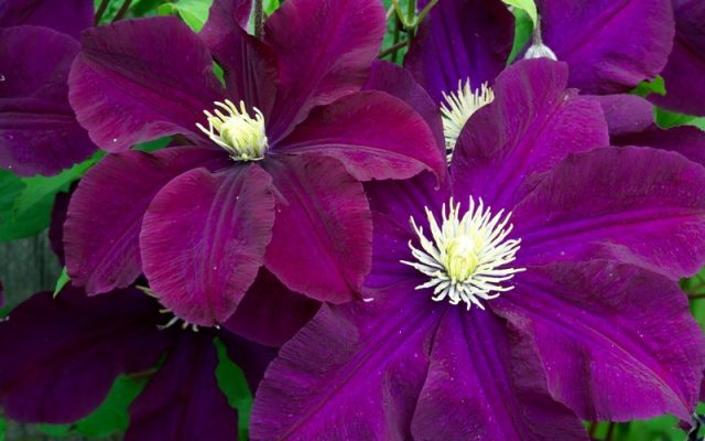 Clematis Warsaw Night (Warsawska Nike)