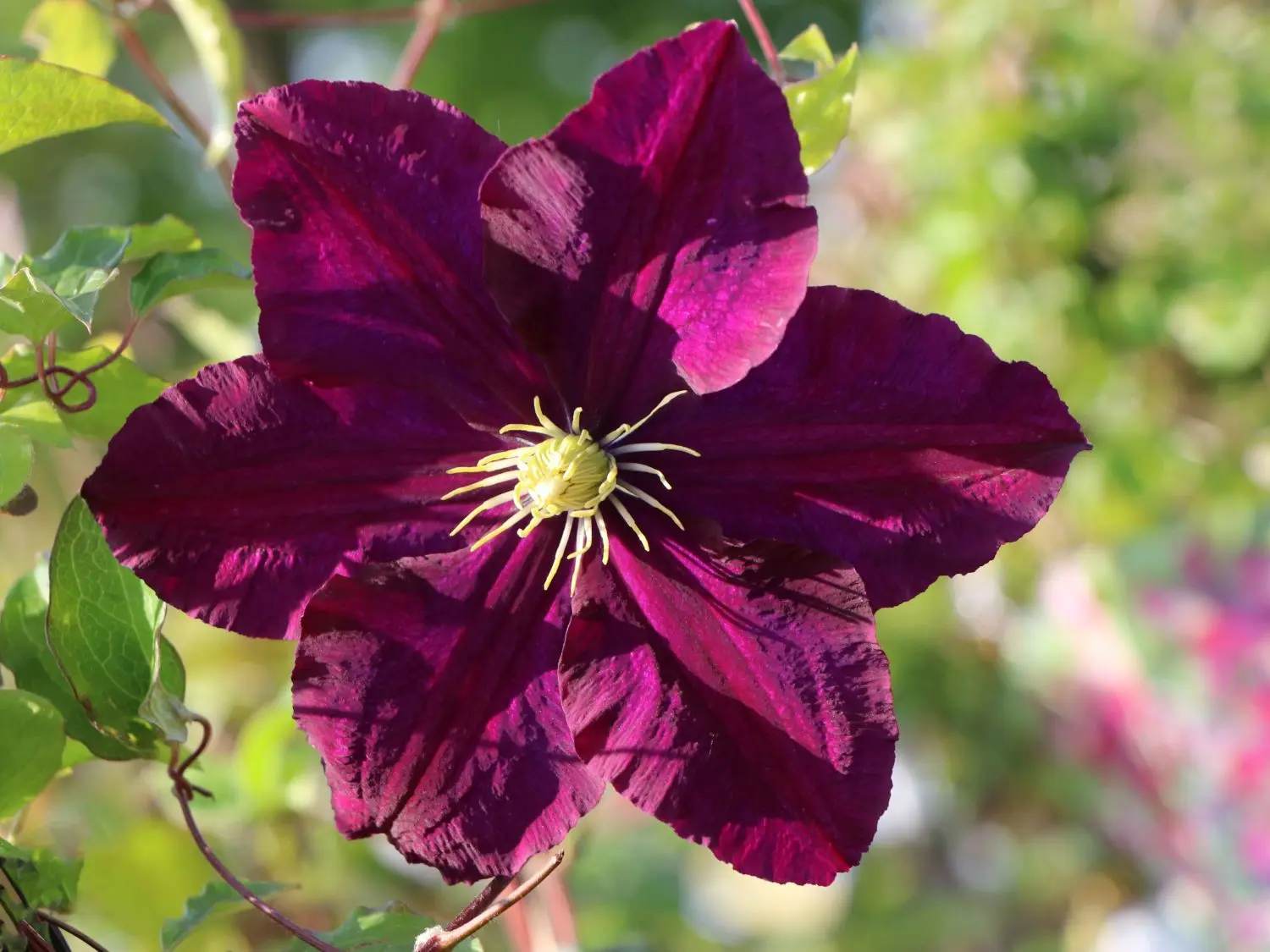 Clematis Warsaw Night (Warsawska Nike)