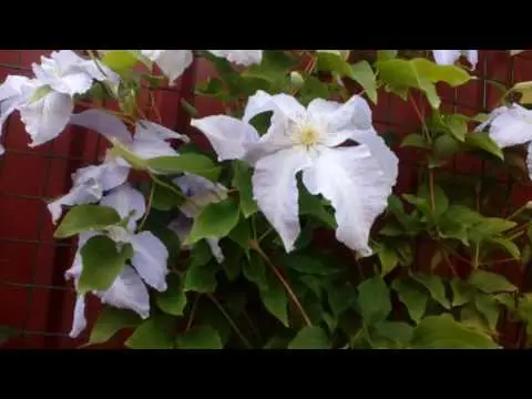 Clematis Westerplatte: description and reviews