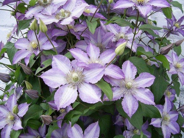 Clematis Zhakmani: description, varieties of the group, photo