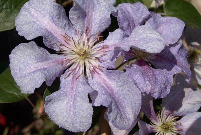 Clematis Zhakmani: description, varieties of the group, photo