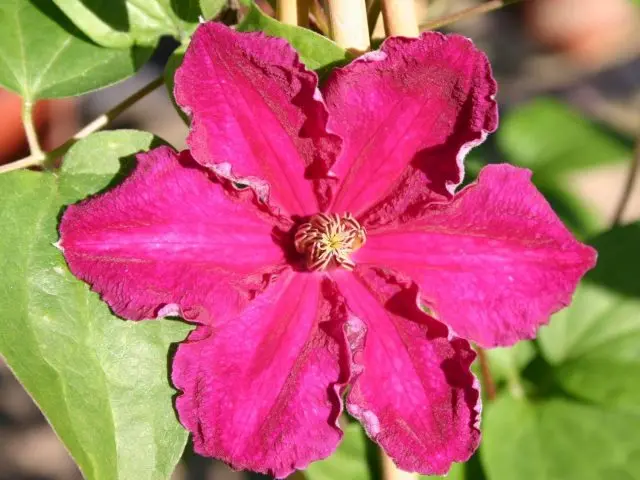 Clematis Zhakmani: description, varieties of the group, photo