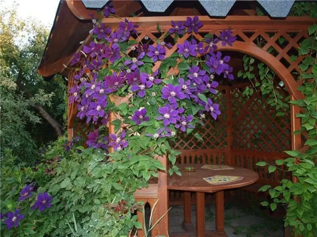 Clematis Zhakmani: description, varieties of the group, photo