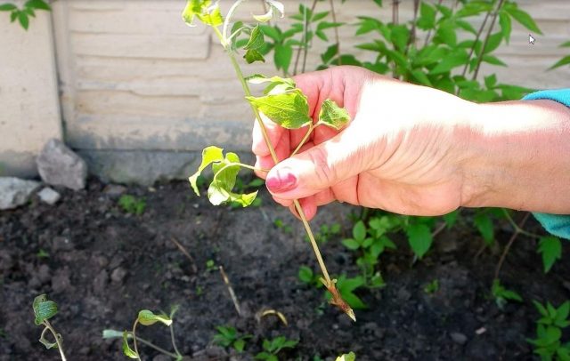 Clematis Zhakmani: description, varieties of the group, photo