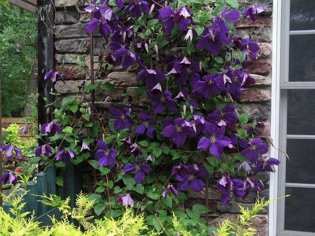 Clematis Zhakmani: description, varieties of the group, photo