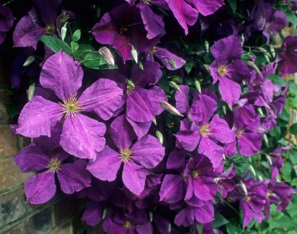 Clematis Zhakmani: description, varieties of the group, photo