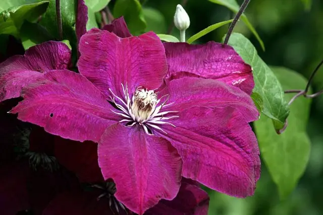 Clematis Zhakmani: description, varieties of the group, photo