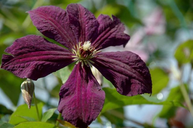 Clematis Zhakmani: description, varieties of the group, photo