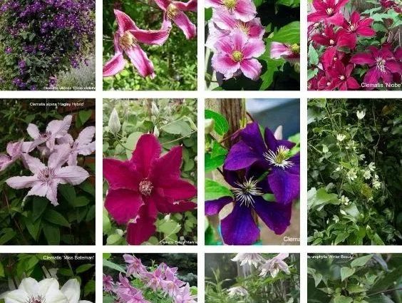 Clematis Zhakmani: description, varieties of the group, photo