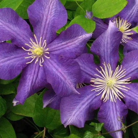 Clematis Zhakmani: description, varieties of the group, photo