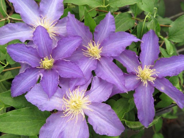 Clematis Zhakmani: description, varieties of the group, photo