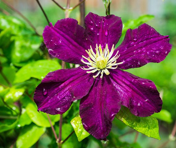 Clematis Zhakmani: description, varieties of the group, photo