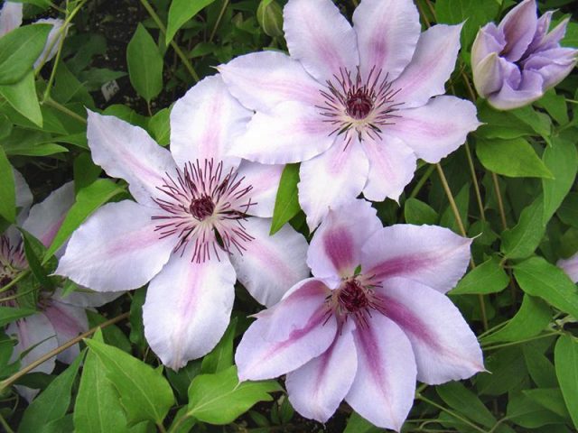 Clematis Zhakmani: description, varieties of the group, photo