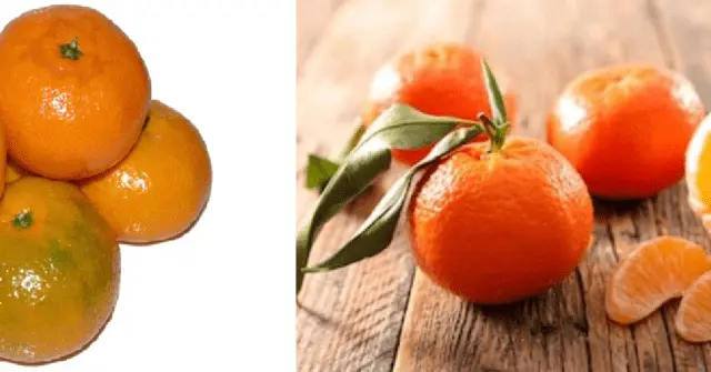 Clementines and tangerines: what is the difference, photo