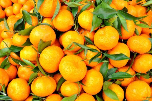 Clementines and tangerines: what is the difference, photo