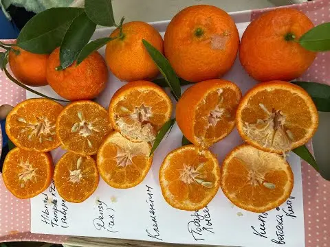 Clementines and tangerines: what is the difference, photo