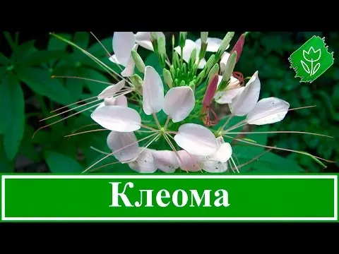 Cleoma flower: photos and growing rules