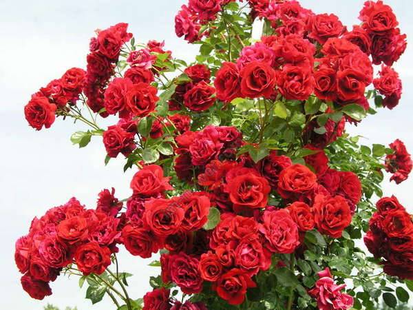 Climbing (curly) rose: planting and care, support 