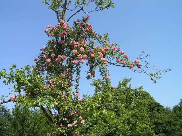 Climbing (curly) rose: planting and care, support 