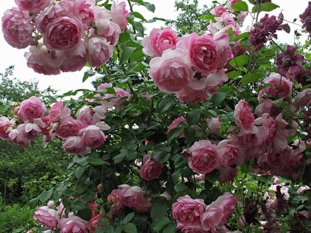 Climbing (curly) rose: planting and care, support 