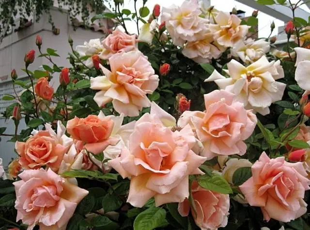 Climbing (curly) rose: planting and care, support 