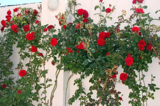 Climbing (curly) rose: planting and care, support 