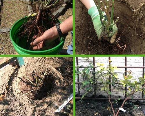 Climbing (curly) rose: planting and care, support 