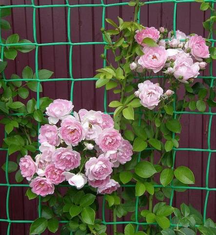 Climbing (curly) rose: planting and care, support 