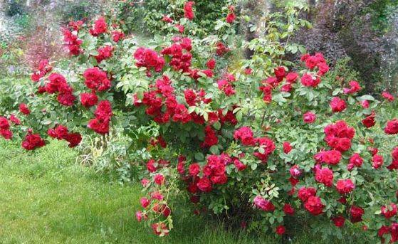 Climbing (curly) rose: planting and care, support 