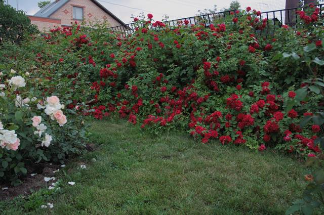 Climbing (curly) rose: planting and care, support 