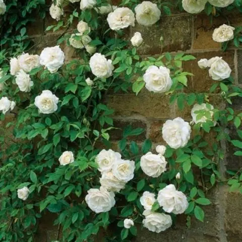 Climbing (curly) rose: planting and care, support 