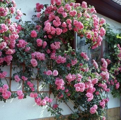 Climbing (curly) rose: planting and care, support 