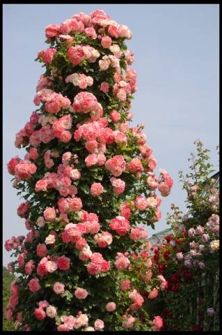 Climbing (curly) rose: planting and care, support 