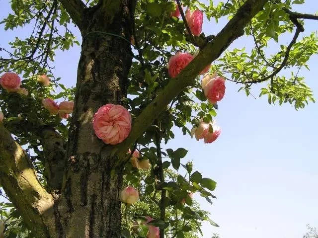 Climbing (curly) rose: planting and care, support 