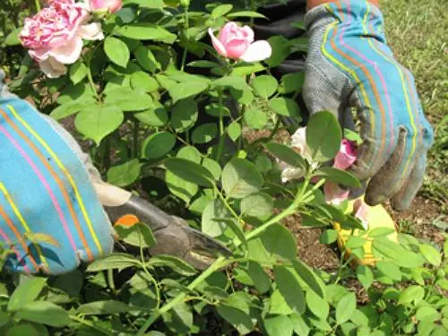 Climbing (curly) rose: planting and care, support 