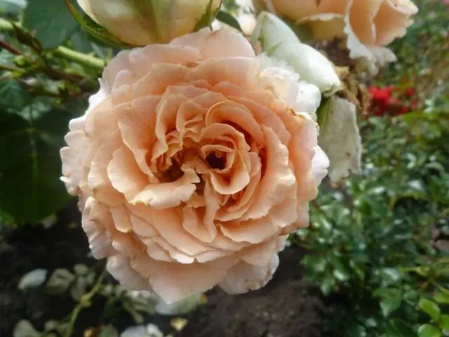 Climbing (curly) rose: planting and care, support 