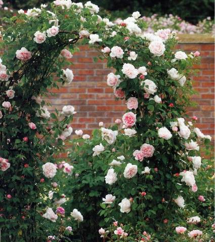 Climbing (curly) rose: planting and care, support 