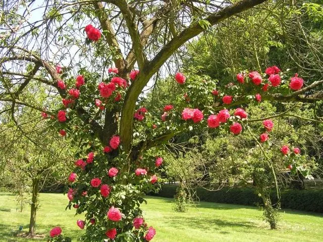 Climbing (curly) rose: planting and care, support 