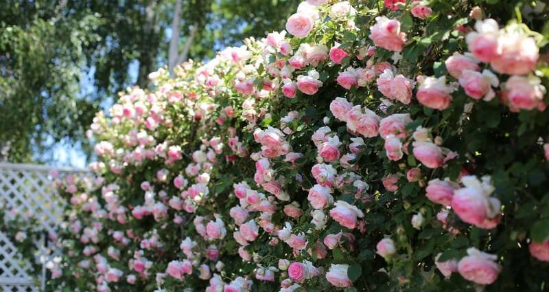 Climbing (curly) rose: planting and care, support 