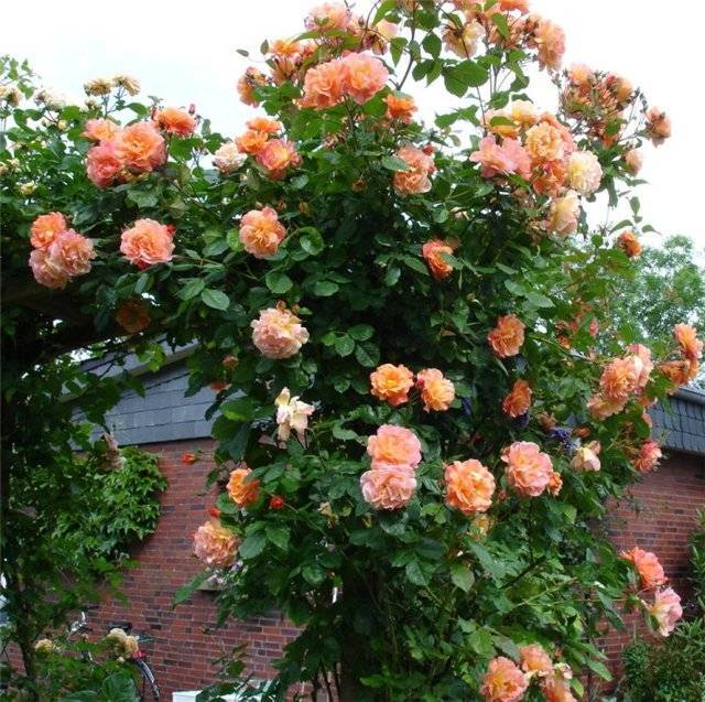 Climbing (curly) rose: planting and care, support 