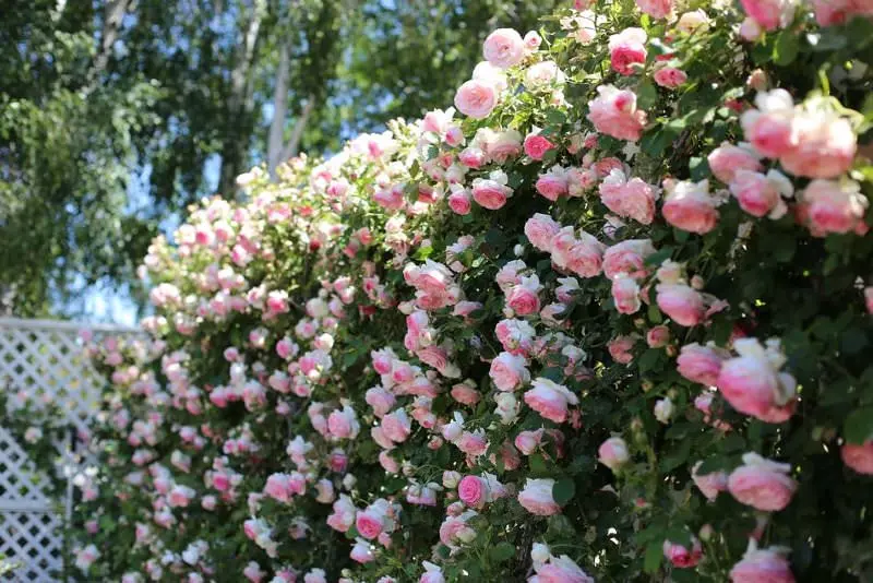 Climbing (curly) rose: planting and care, support 